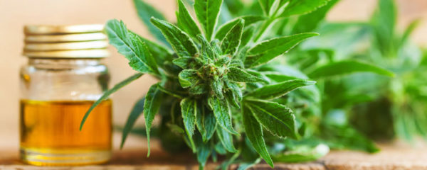 Privilégier le CBD